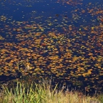 蓮池の湖面