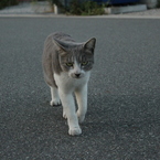 ティトティト