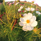 秋桜に秋茜