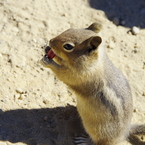 a squirrel
