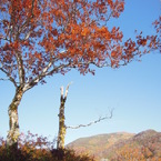 お前はいいよな～紅くなれて。。