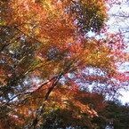 紅葉