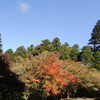 紅葉