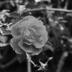 モノクロームの薔薇　２