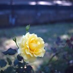 Autumn rose Ⅶ