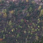 草津・白根山 (5)