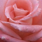 メルヘンのお花
