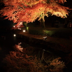 逆さ紅葉