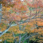 紅葉-13