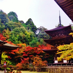 まだ映えぬ（湖東三山西明寺）