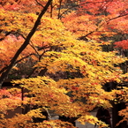 常寂光寺　＃５