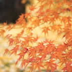 常寂光寺　＃６