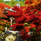 東光寺の紅葉