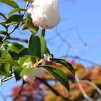 山茶花（改題）