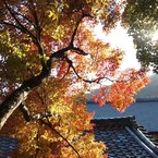 京都補完計画 其ノ弐拾伍