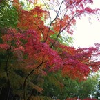 京都補完計画 其ノ弐拾陸