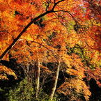 醍醐寺2012