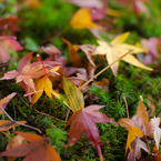 東福寺にて～苔と紅葉～