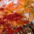 天龍寺～混んでて庭園諦めました～