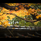 黄色い紅葉