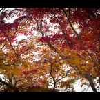 紅葉を下から