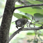 捕まえた!!（野鳥シリーズ①）