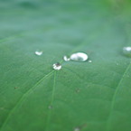 蓮の葉と雨粒