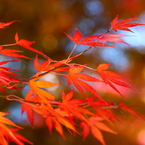 成田公園の紅葉 #4