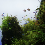 空に漂う魚