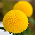 菊