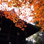 京都補完計画 其ノ捌拾伍