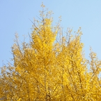金色in Takao