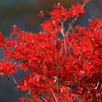 真紅
