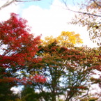 紅葉の空中庭園