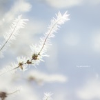氷花