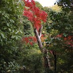 京都補完計画 其ノ佰弐拾伍
