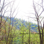 photo_shinryoku001a