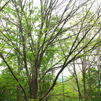photo_shinryoku002a