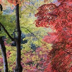 嵐山