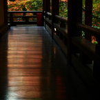 京都の紅葉2012　9