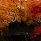 錦秋の平林寺４