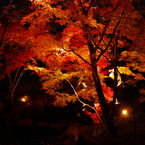 2012年紅葉情景（艶姿：大磯城山公園）