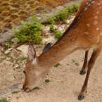 宮島の鹿