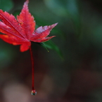 雨あがりの紅