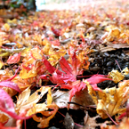 晩秋と雪の間の紅葉