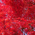 【華宴】～紅葉編（紅の舞）