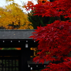 錦秋の平林寺　ギャラリー用