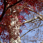 2012年12月16日_新宿御苑