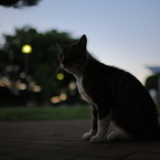 夕暮れの猫