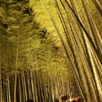 竹林の小径